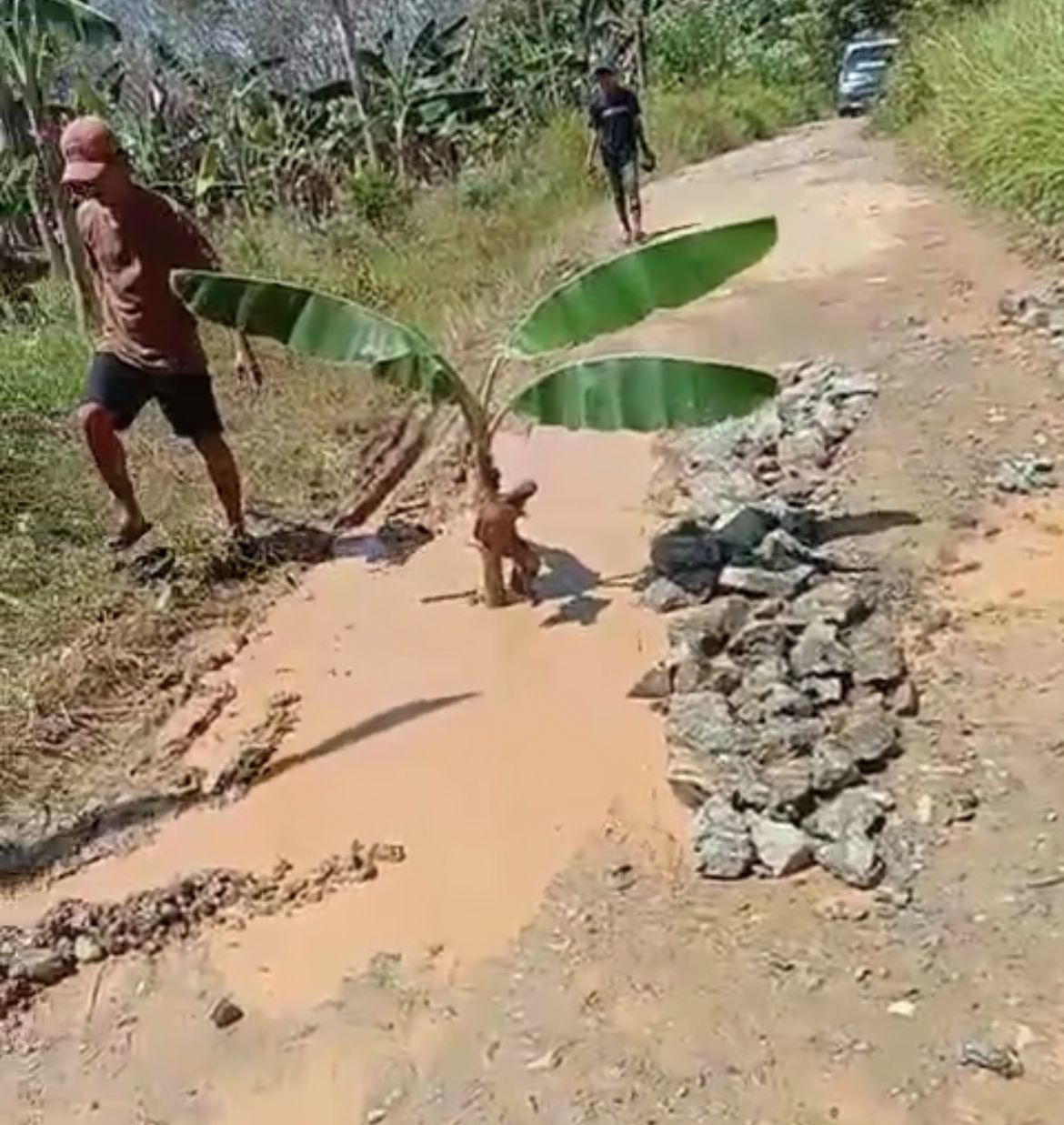 Warga Tanam Pisang di Jalan Rusak, Akses Pengaron–Sambung Makmur Dikeluhkan Bertahun-tahun