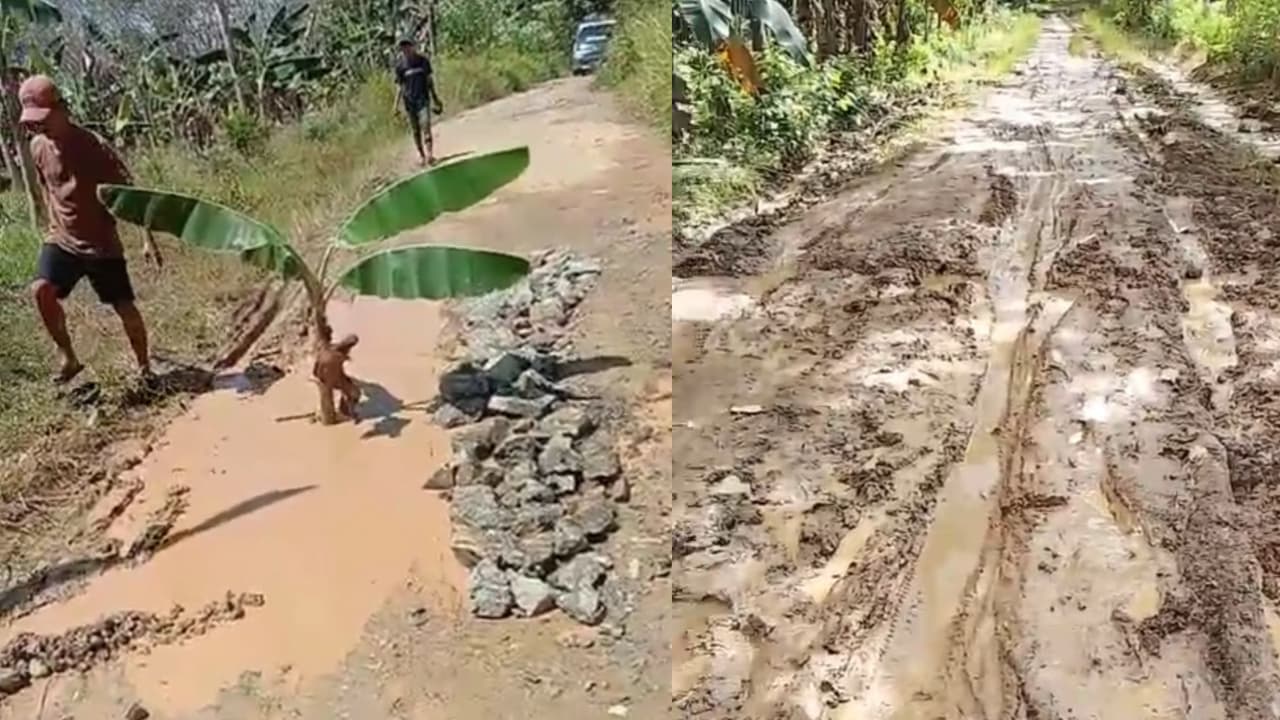 Warga Tanam Pisang di Jalan Rusak, Akses Baliangin Bawah Dikeluhkan Bertahun-tahun