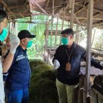 Petugas DKP3 Balangan memeriksa kesehatan hewan kurban di Juai