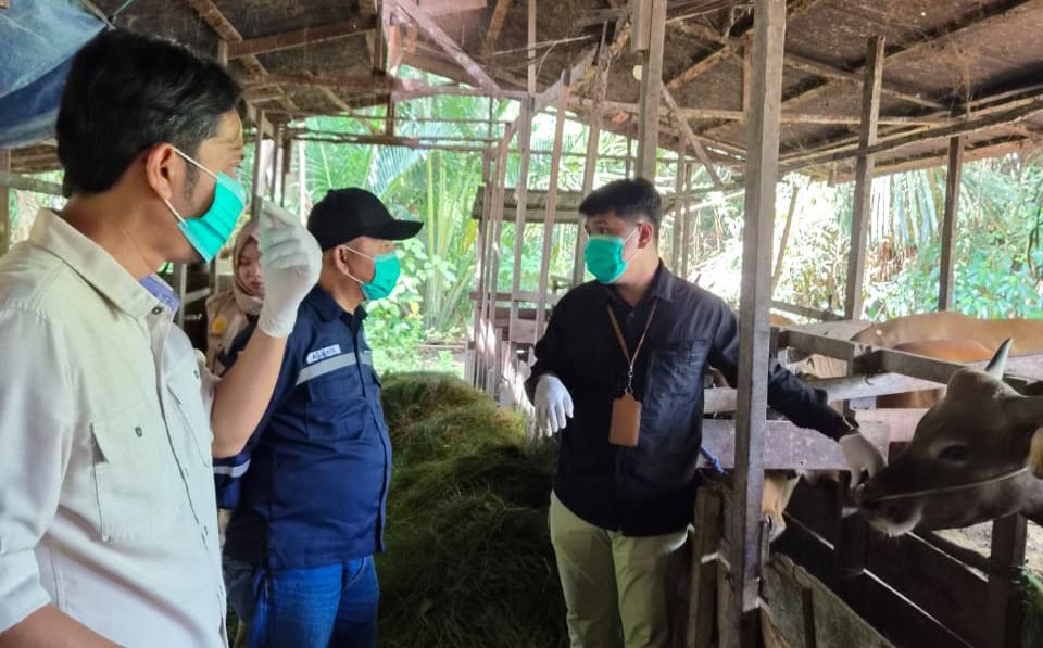 Petugas DKP3 Balangan memeriksa kesehatan hewan kurban di Juai