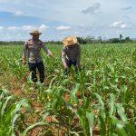 Kapolsek KPL Banjarmasin memantau pertumbuhan tanaman jagung di lahan ketahanan pangan Desa Panggung Baru.