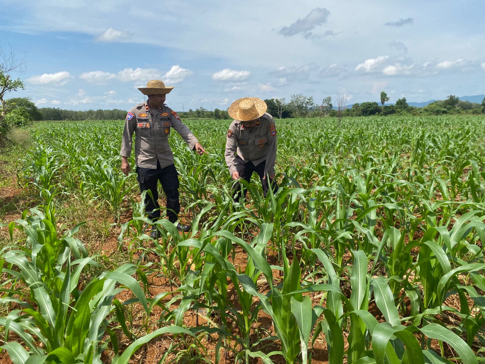 Kapolsek KPL Banjarmasin memantau pertumbuhan tanaman jagung di lahan ketahanan pangan Desa Panggung Baru.